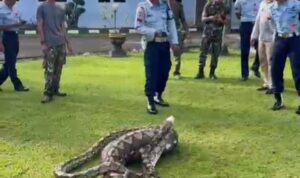 Seorang Ular Piton 5,5 Meter, Tertangkap di Mako Lanud HLO