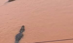 Screenshot_2025-12-31-23-09-23-858_com.whatsapp-edit