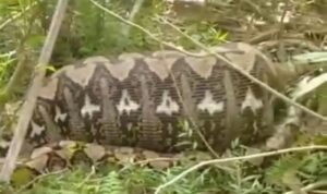 Screenshot_2026-01-25-19-16-46-533_com.whatsapp-edit